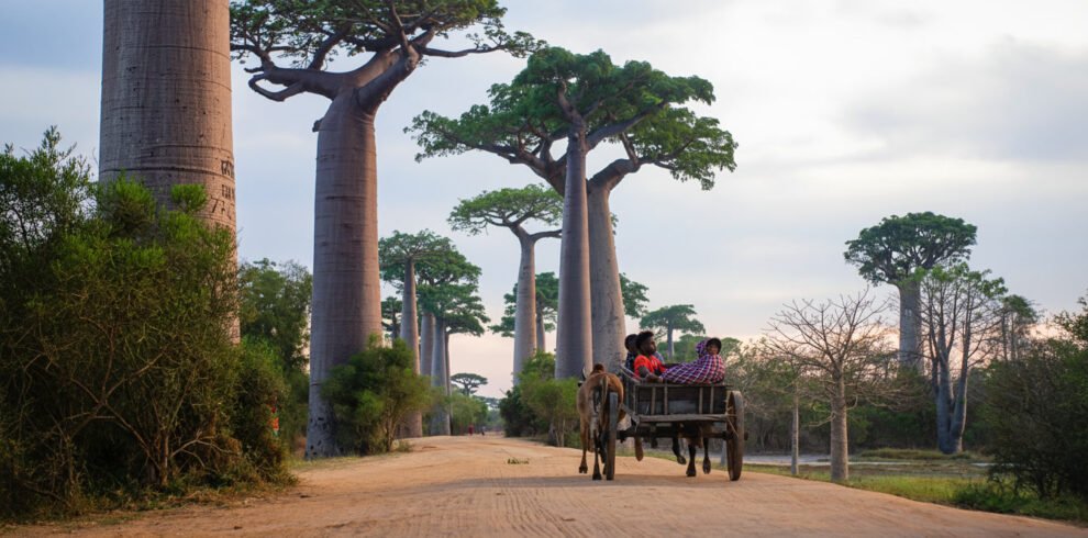 allée de baobab